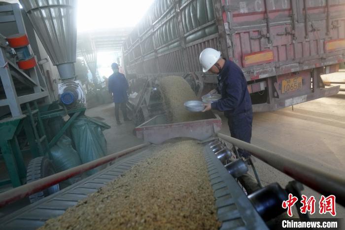 粮食保管员李晓芳在粮食传送带着查看粮食质量 王昊阳 摄