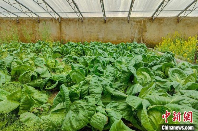 公珠湖执勤点的大棚蔬菜,种菜是该执勤点轮换民警们的日常。 龙小凤 摄